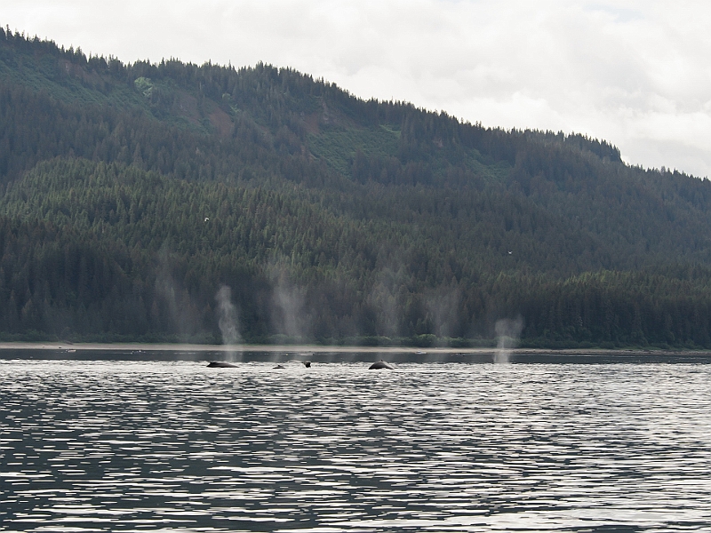 Alaska Wildlife-15.JPG